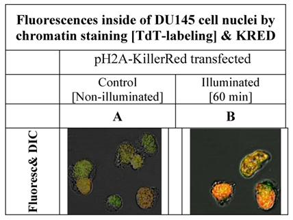 Int J Med Sci Image