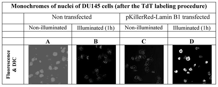 Int J Med Sci Image