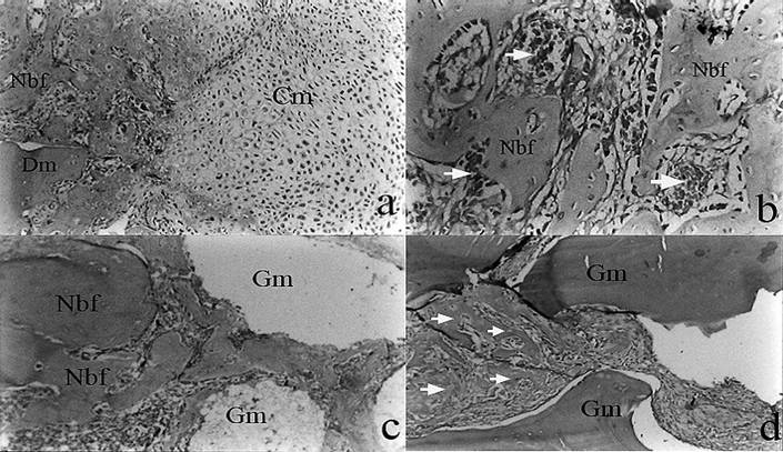 Int J Med Sci Image