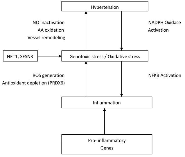 Int J Med Sci Image