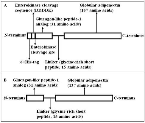 Int J Med Sci Image