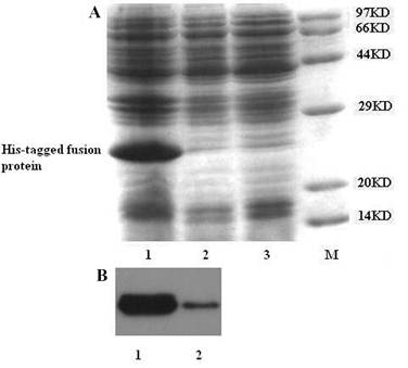 Int J Med Sci Image