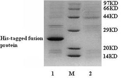 Int J Med Sci Image