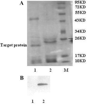 Int J Med Sci Image