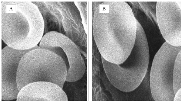 Int J Med Sci Image