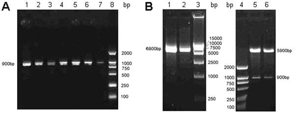 Int J Med Sci Image