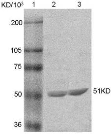 Int J Med Sci Image