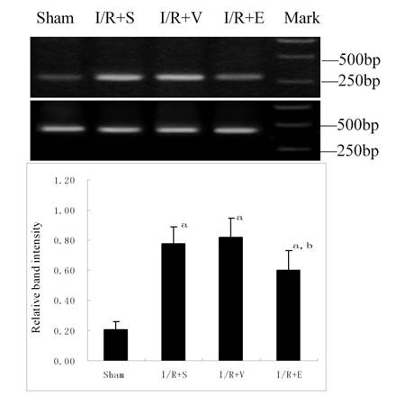 Int J Med Sci Image