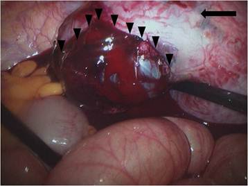 Int J Med Sci Image