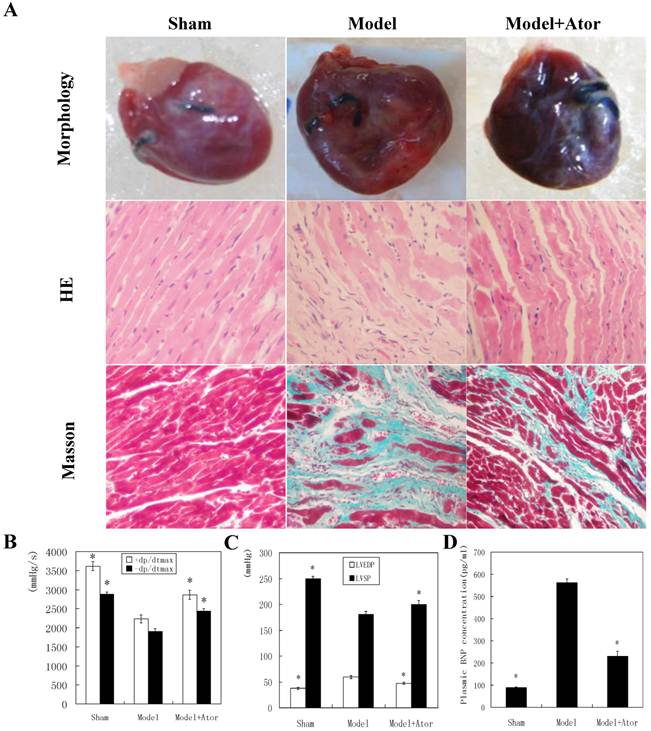 Int J Med Sci Image