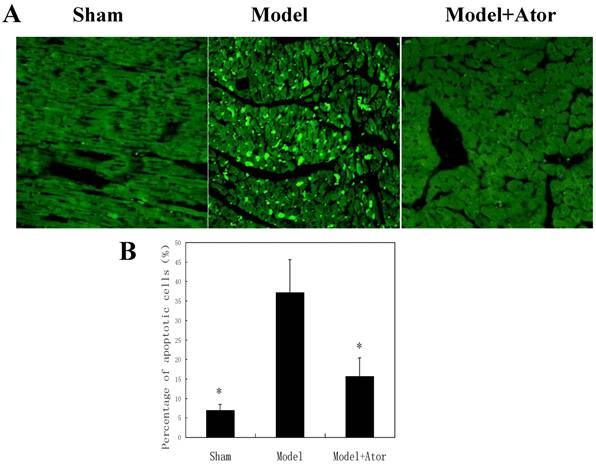 Int J Med Sci Image