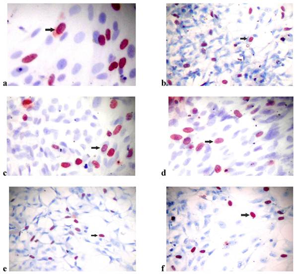 Int J Med Sci Image