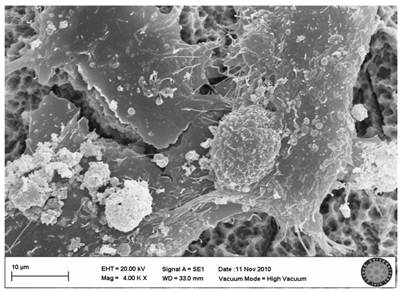 Int J Med Sci Image