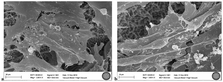 Int J Med Sci Image