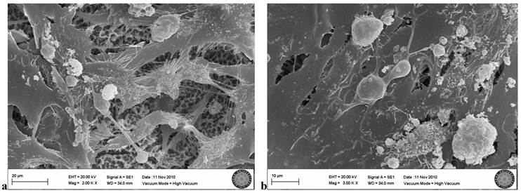 Int J Med Sci Image