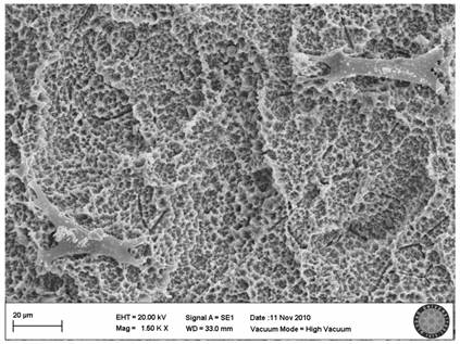 Int J Med Sci Image