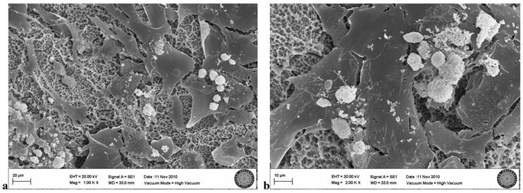 Int J Med Sci Image