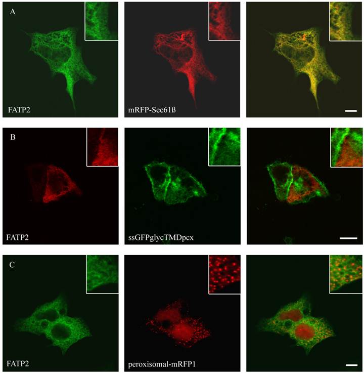 Int J Med Sci Image