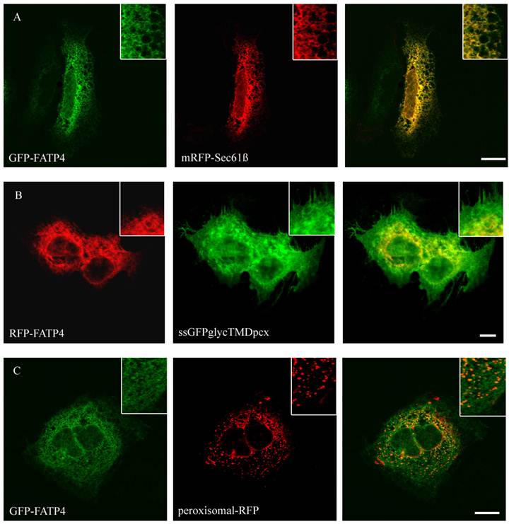 Int J Med Sci Image