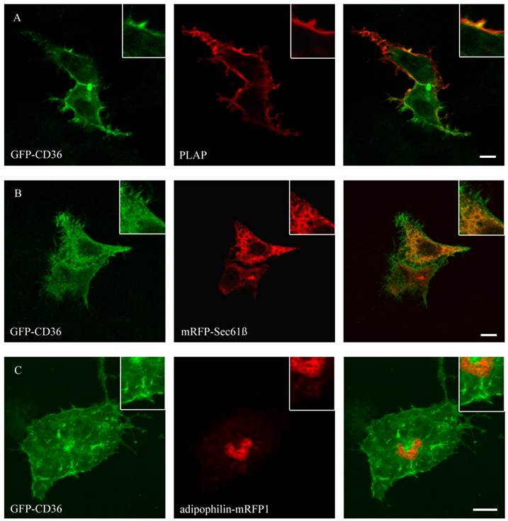 Int J Med Sci Image