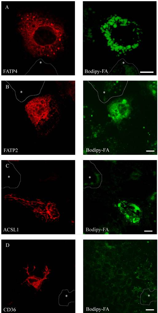 Int J Med Sci Image