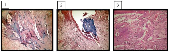 Int J Med Sci Image