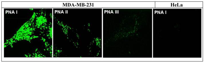 Int J Med Sci Image