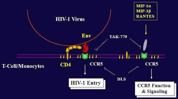 Int J Med Sci Image