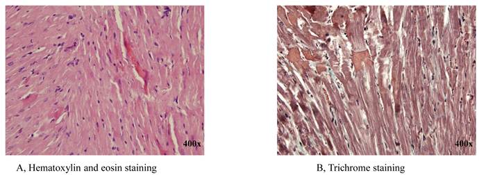 Int J Med Sci Image