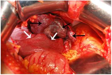 Int J Med Sci Image