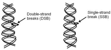 Int J Med Sci Image