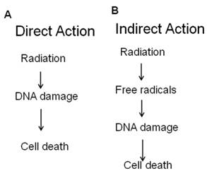 Int J Med Sci Image