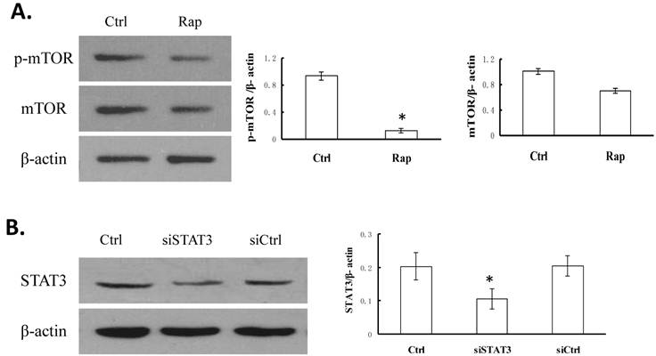 Int J Med Sci Image