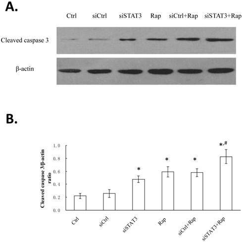 Int J Med Sci Image