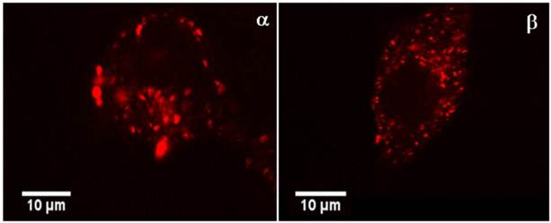 Int J Med Sci Image