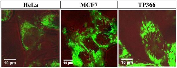 Int J Med Sci Image