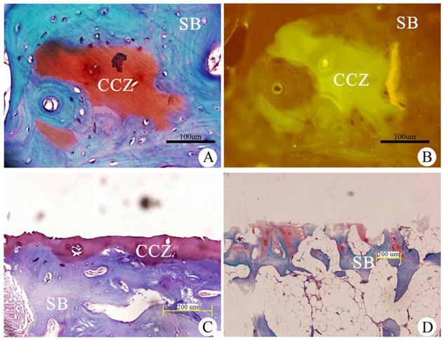 Int J Med Sci Image