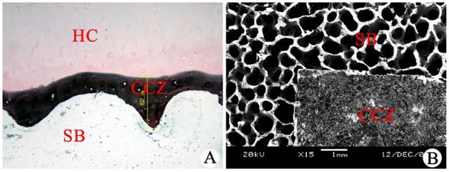 Int J Med Sci Image