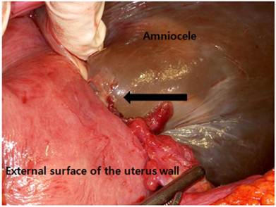 Int J Med Sci Image