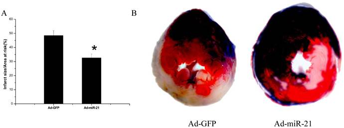 Int J Med Sci Image