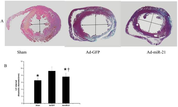 Int J Med Sci Image