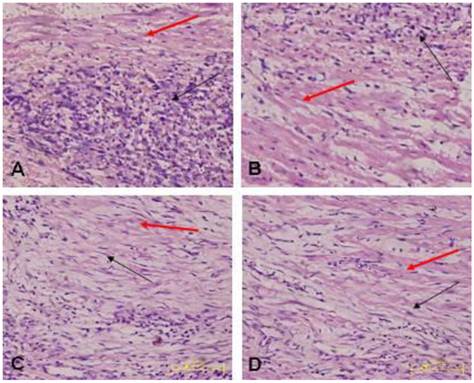 Int J Med Sci Image