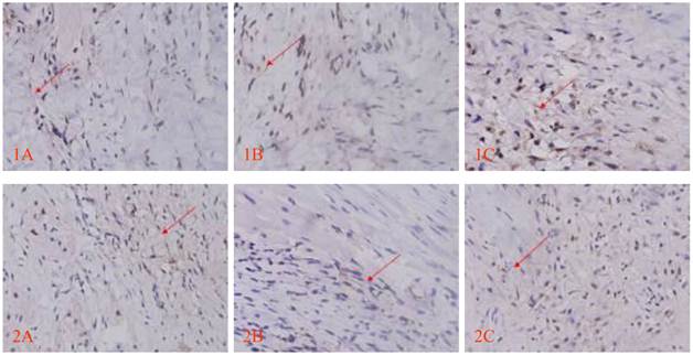 Int J Med Sci Image