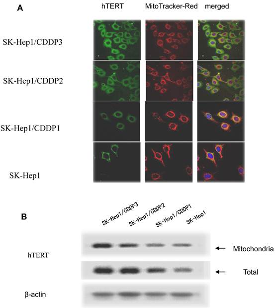 Role of Mitochondrial Translocation of Telomerase in Hepatocellular