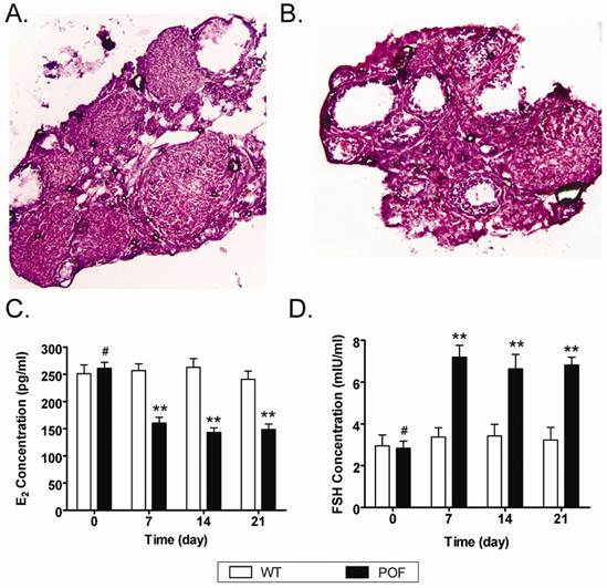 Int J Med Sci Image