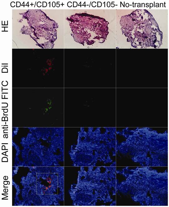 Int J Med Sci Image