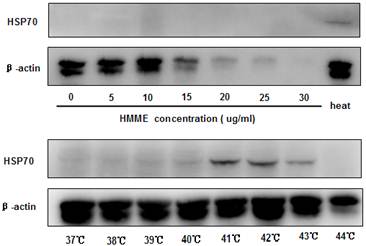 Int J Med Sci Image