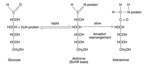 Int J Med Sci Image