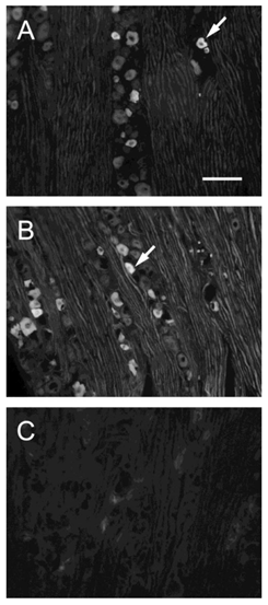 Int J Med Sci Image