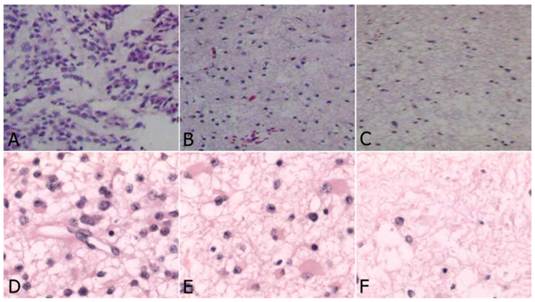 Int J Med Sci Image